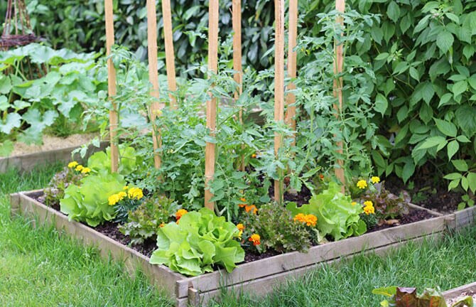 Vegetable garden